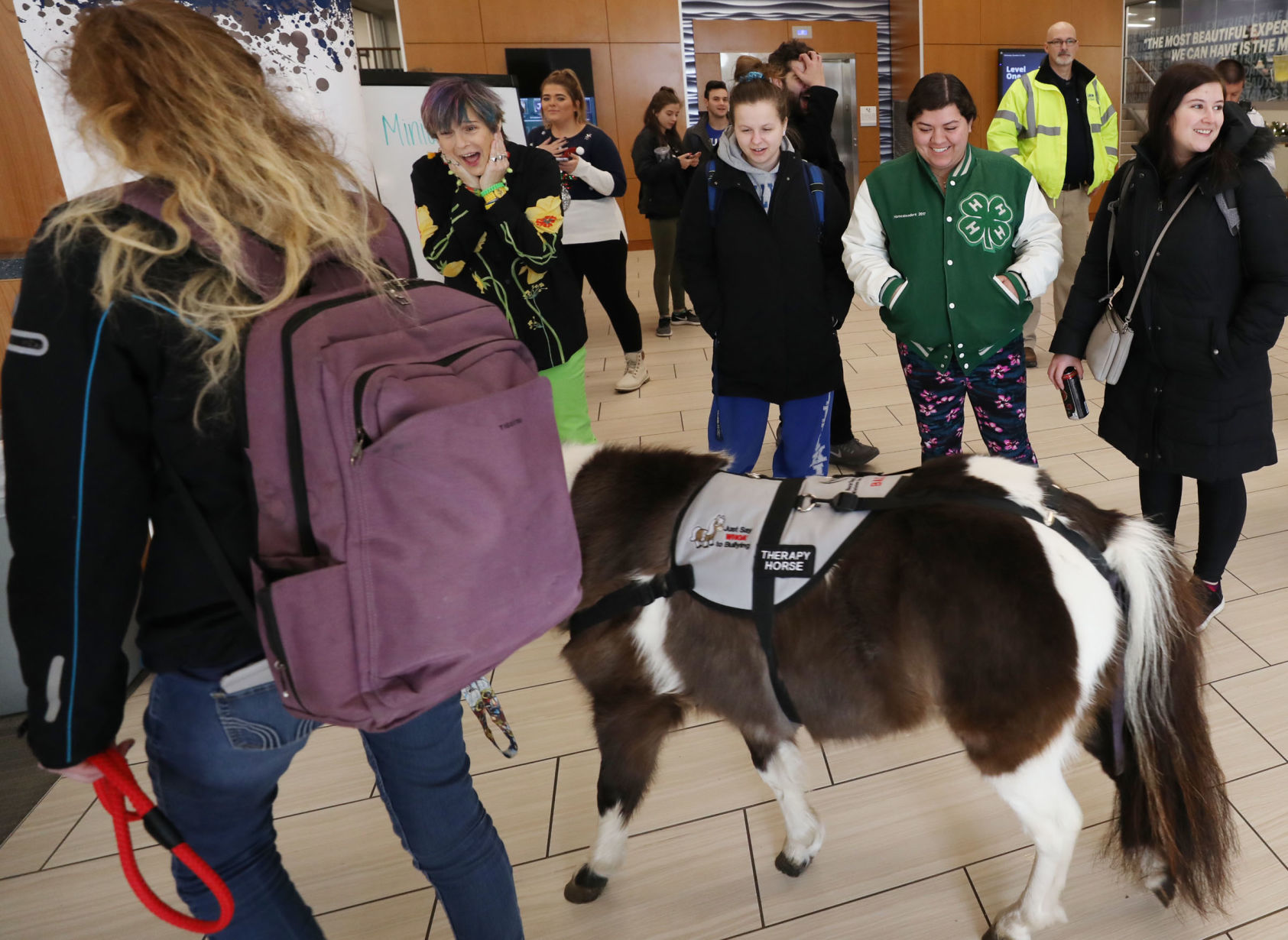 mini therapy horses 14 12.12.18.jpg